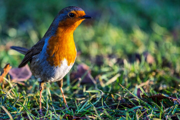 Alert robin on the grass