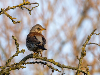 Obraz premium Thrush on Branch