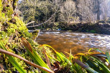 Vorfrühling im oberen Rurtal in der Eifel