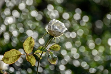 close up of leaves