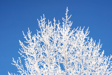 Snow and frost on on tree branches against the blue sky