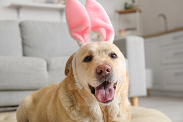 Cute Labrador dog with bunny ears in kitchen, closeup. Easter celebration