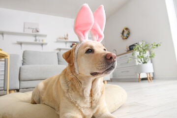 Cute Labrador dog with bunny ears in kitchen, closeup. Easter celebration