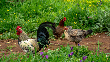 gallinas y gallos seueltos en la naturaleza comiendo y libres con bonita vegetación flores en un...