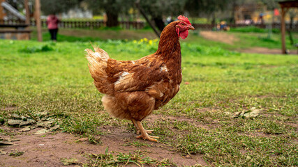 gallinas y gallos seueltos en la naturaleza comiendo y libres con bonita vegetación flores en un paraje natural y sostenible