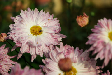 pink chrysanthemum flower closeup background