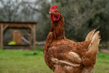 gallinas y gallos seueltos en la naturaleza comiendo y libres con bonita vegetación flores en un paraje natural y sostenible