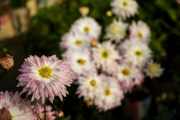 Selective focus on single pink chrysanthemum flower, white and pink chrysanthemum