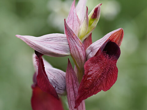 Orqu&iacute;dea Silvestre denominada Serapias Lingua, habitual a finales de primavera. de color p&uacute;rpura o viol&aacute;ceo, con el labelo central en forma de lengua.
