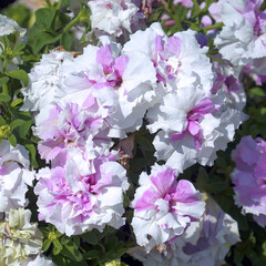 Petunia Terry varieties Cascade Orchid Mist in the garden