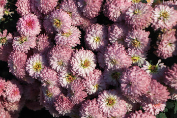 Background of pink chrysanthemum flower