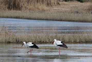 cigogne blanche - ciconia ciconia
