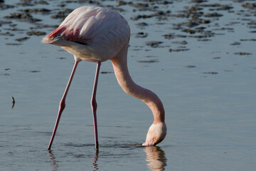 flamant rose - phoenicopterus roseus