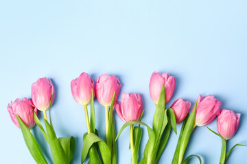 Blooming tulip flowers on blue background