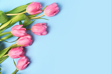 Blooming tulip flowers on blue background