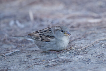 moineau cisalpin - passer italiae
