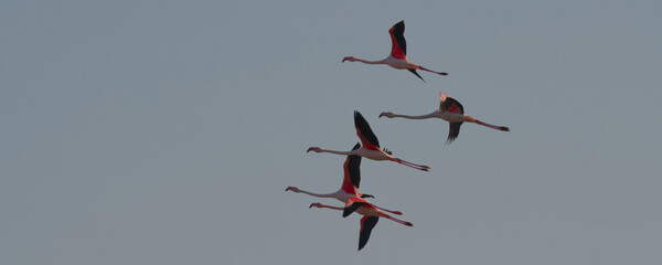 flamant rose - phoenicopterus roseus