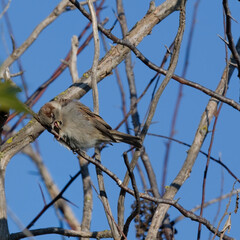 moineau cisalpin - passer italiae
