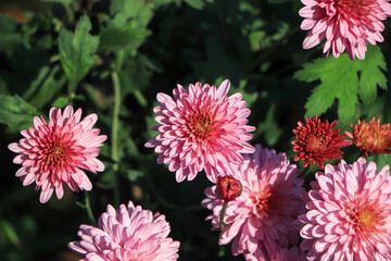 Closeup of pink chrysanthemum flower in garden