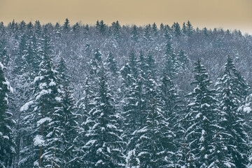Spruce tree forest covered by snow.Winter season.