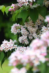 Abelia bush witth light pink flowers. Selective focus.