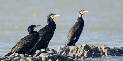 cormorang