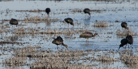 ibis facinelle - Plegadis falcinellus
