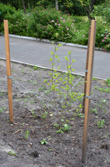 Fototapeta premium Planting Magnolia tree. Magnolias prefer a moist, well-drained soil which is rich in organic matter, so it is well worth adding some well-rotted manure or compost to the planting hole.