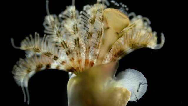 Worm Polychaeta, family Serpulidae under a microscope. Filter feeders, live in calcareous tubular shells. They have a specialized operculum that blocks entrance of their tubes. Barents sea