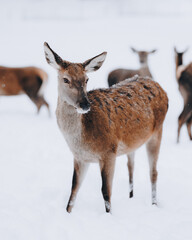 Reh im tiefen Winter II