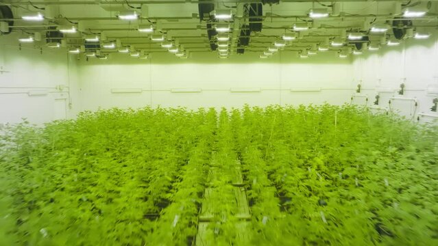Aerial view of agricultural business of growing organic marijuana for medicinal purposes. Huge industrial greenhouse for producing legalized cannabis plants. High quality 4k footage