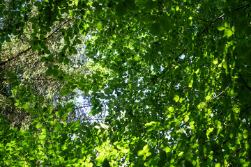 Fototapeta na wymiar Tree with green leaves from below 