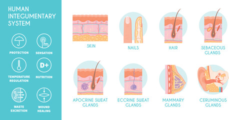 Human Integumentary System Infographics Icons
