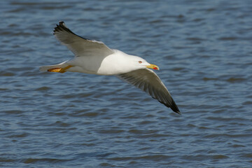Fototapeta na wymiar Yellow-legged Gull (Larus michahellis)
