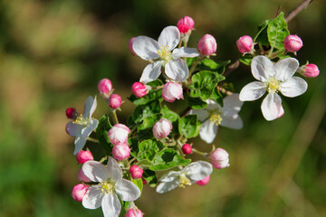  Beautiful gentle apple tree flowers blossomed on tree branches in the garden in spring, beautiful green background