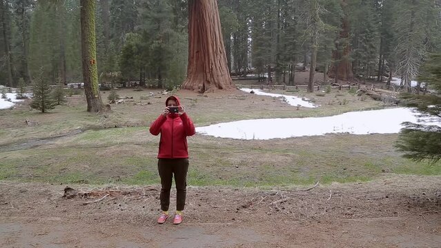 Young woman takes a picture on the phone panorama, bottom up video of a giant sequoia tree. Hiker in Sequoia national park in California, USA