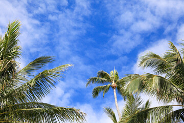 Fototapeta na wymiar coconut trees with blue sky and white clouds at Hawaii on vacation 