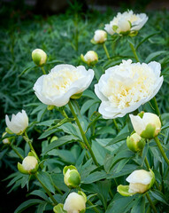 Fototapeta premium White Peony flowers close-up. peonies on a green background