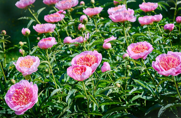 Pink Peony flowers close-up.  peonies on a green background
