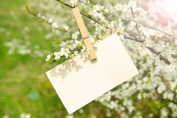 Branch of a white blossoming tree in a spring with copy space card