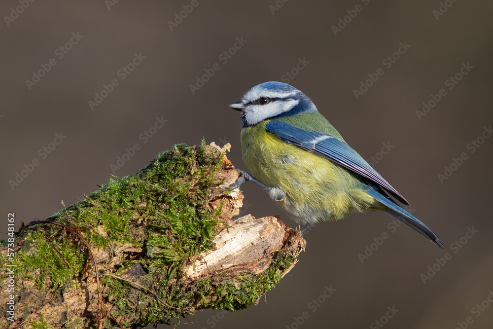 Aufkleber a portrait of a blue tit, cyanistes caeruleus, as it is perched on the end of a lichen covered branc