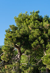 Centenary Pitsunda pine Pinus brutia pityusa on embankment of Gelendzhik resort. Close-up of beautiful curved branches against blue December sky. Nature concept for design.