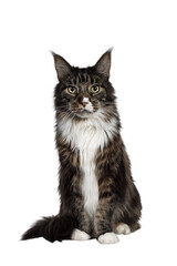 Handsome adult Maine Coon cat, sitting facing front. Looking straight at camera with paw playful in air with green eyes. Isolated cutout on transparent background.