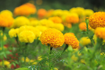 French marigolds background. Orange floral background. Orange marigolds. Orange french marigold. Orange flowers backdrop