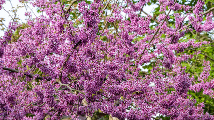Pink flowers of Judas tree. Pink flowers on the branches of Oriental Redbud, or Oriental Redbud Cercis canadensis purple on blurred background. Selective focus. Landscape spring garden.