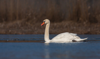 Fototapeta premium large waterfowl in its natural habitat, Mute Swan, Cygnus olor