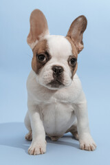 Studio shot of a lovely French Bulldog looking at the camera and sitting on blue background. French Bulldog puppy 3 months old