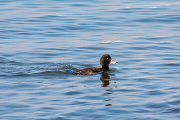 water bird in water, Tufted Duck, Aythya fuligula