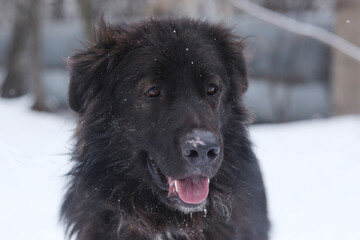 Newfoundland dog closeup photo on white snow background