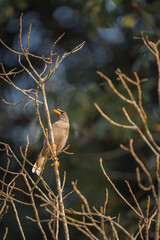 beautiful javan myna bird resting on a branch in the early morning